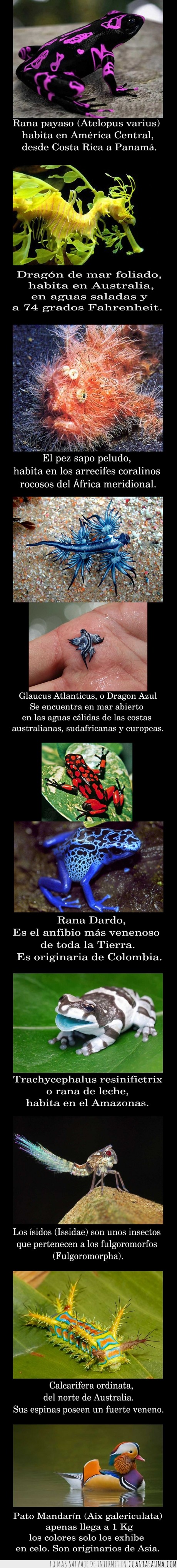 Animales,raros,coloridos,ranas,pato,oruga,insecto,pez